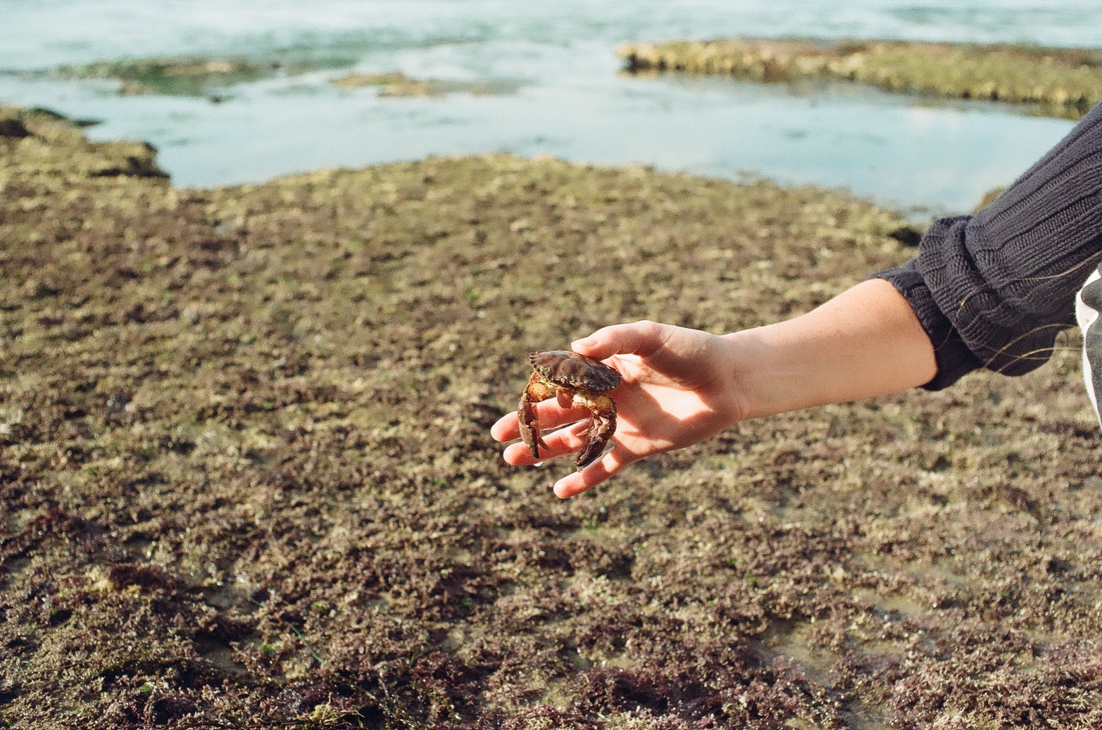 Hand holding a small crab above mossy coastal rocks