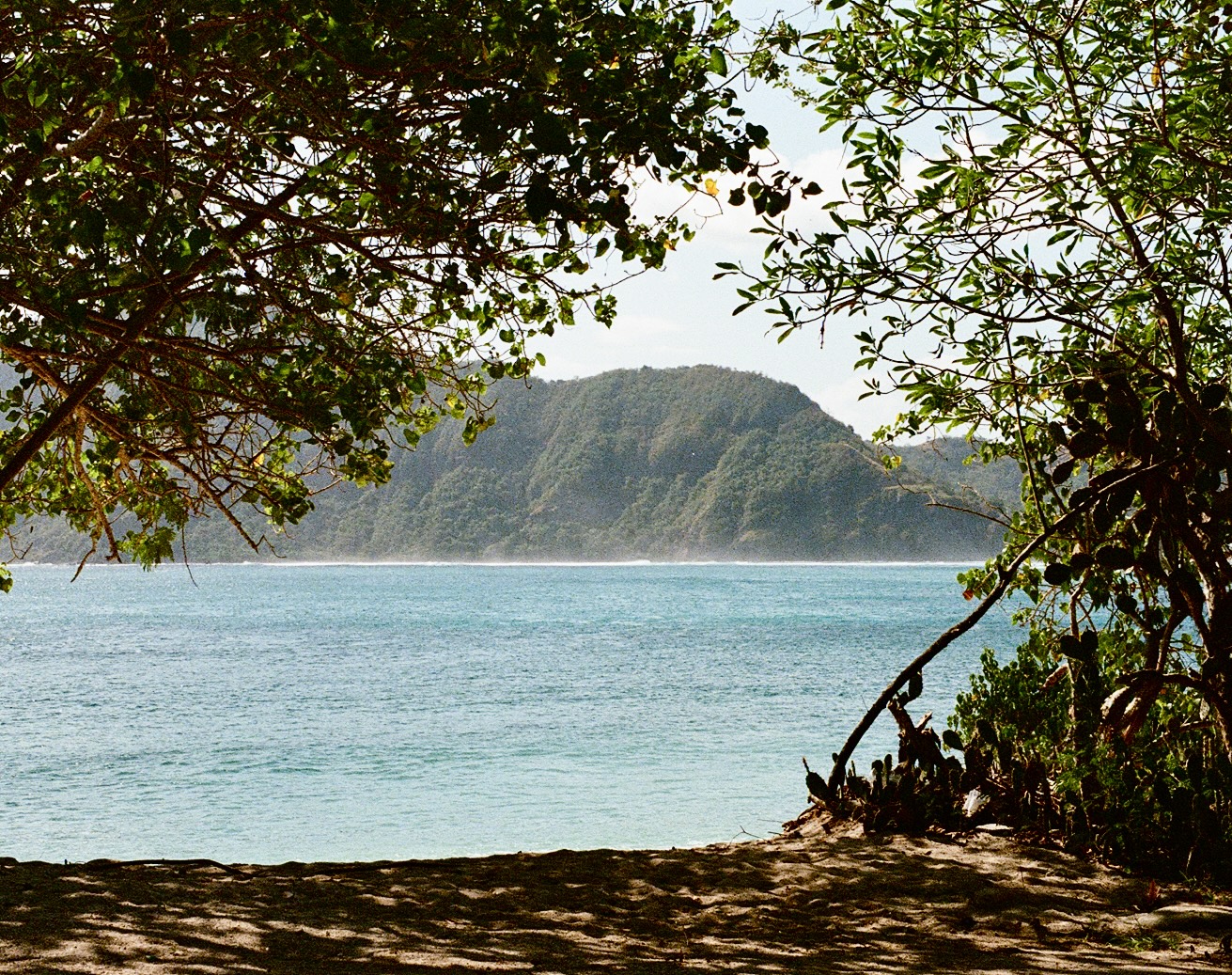 Tropical beach framed by jungle trees with turquoise water