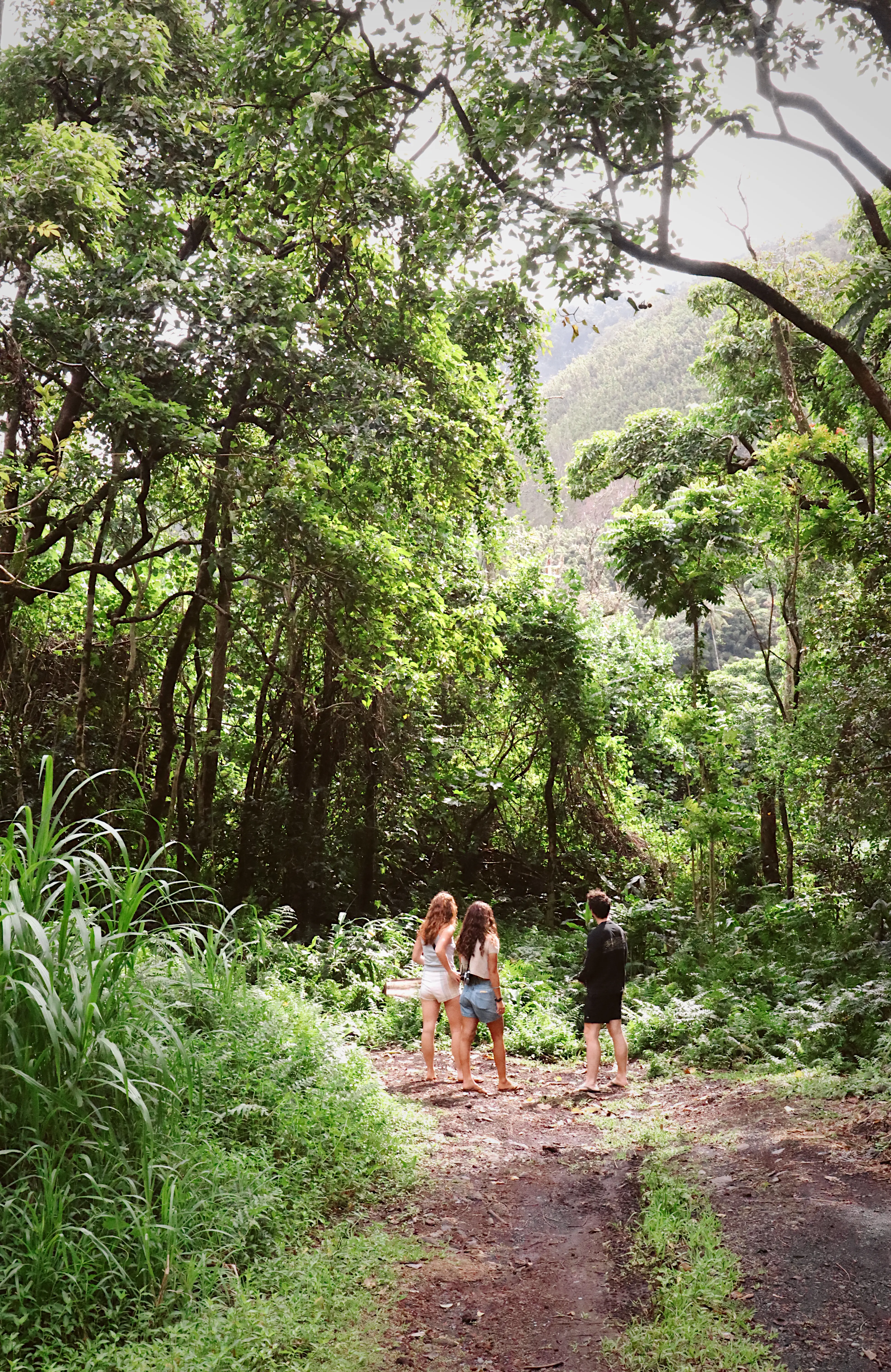 Hawaii jungle
