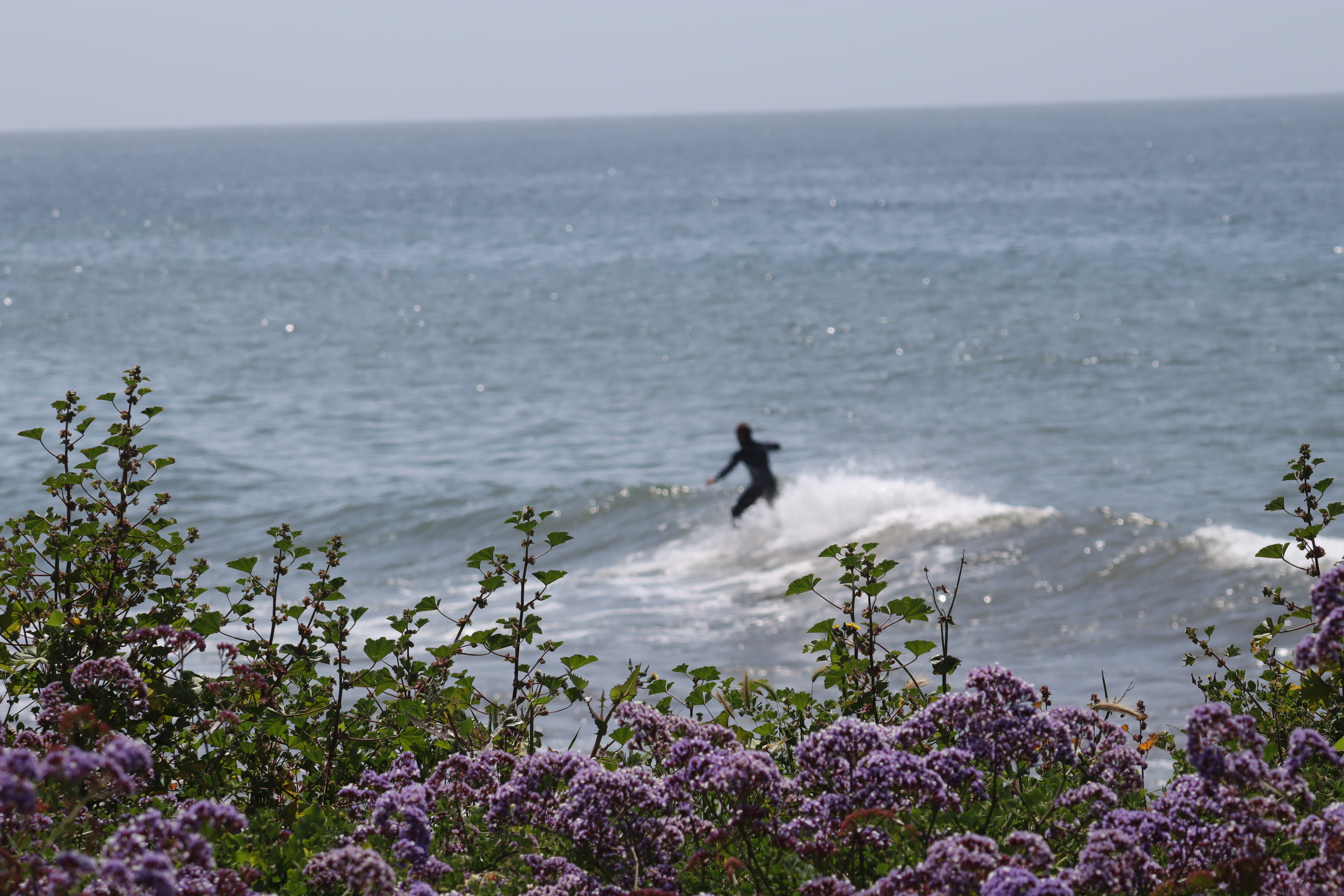 Surfer framed by purple wildflowers on a clifftop